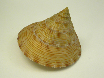 Calliostoma formosense, primer plano