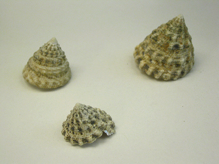 Tectus fenestratus, primer plano