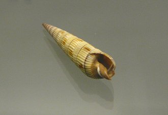 Duplicaria duplicata, primer plano