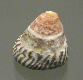 Bembicium nanum, primer plano