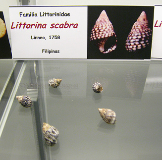 Littorina scabra