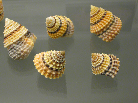 Tectarius coronatus, primer plano