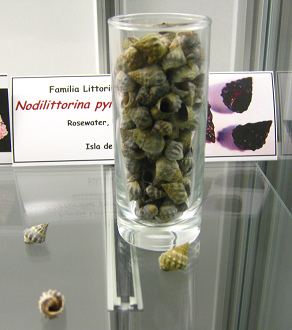 Nodilittorina pyramidalis,
                                  Totale