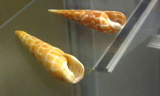 Terebra dimidiata, primer plano