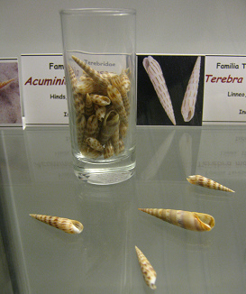 Acuminia venosa, vista total