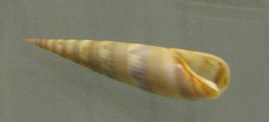 Acuminia venosa, primer plano