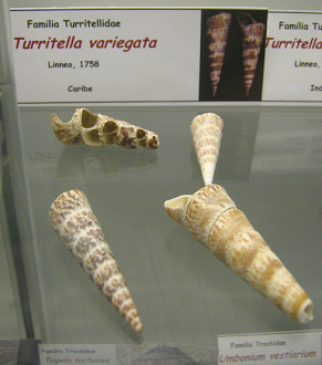 Turritella variegata