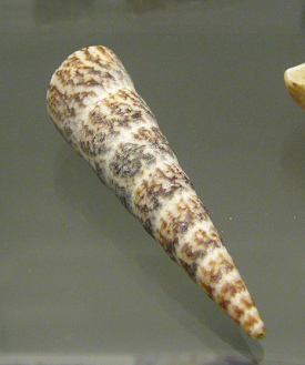 Turritella variegata, primer
                                  plano 01