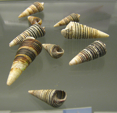 Turritella cingulata, primer
                                  plano 01