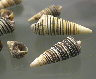 Turritella cingulata, primer
                                  plano 02