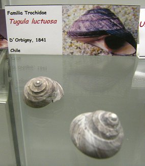 Tegula luctuosa