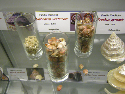 Umbonium vestiarium