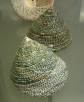 Trochus verrucosus, Nahaufnahme