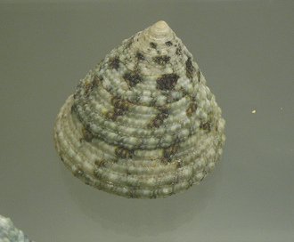 Trochus maculatus, Nahaufnahme