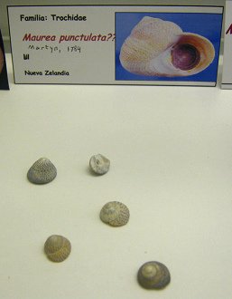 Maurea punctulata