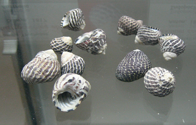 Austrocochlea obtusa, primer plano 01