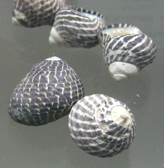 Austrocochlea obtusa, primer plano 02