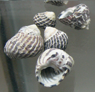 Austrocochlea obtusa, primer plano 03