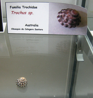Trochus
                          sp