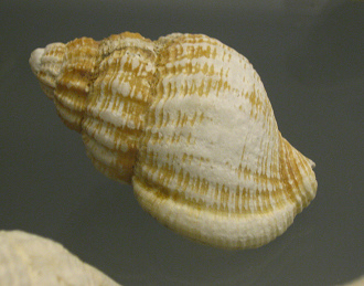 Argobuccinum scabrum, primer plano