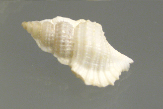 Biplex perca, primer plano