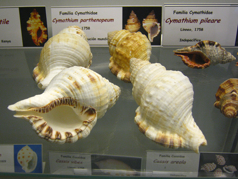 Cabestana parthenopeum, vista total