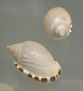 Cassis vibex, primer plano