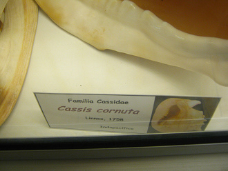 Cassis cornuta, placa