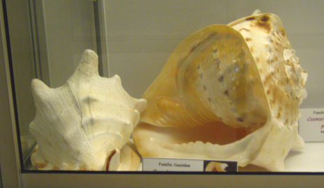 Cassis cornuta, vista total