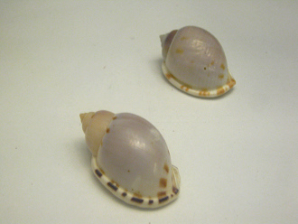 Casmaria ponderosa ponderosa,
                                primer plano 01