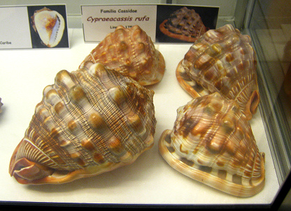 Cypraecassis rufa, vista total