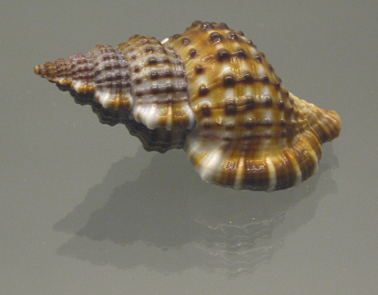 Gyrineum natator, primer plano 01