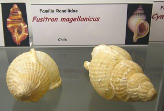 Fusitron magellanicus