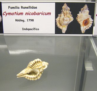 Cymatium
nicobaricum Cymatium nicobaricum