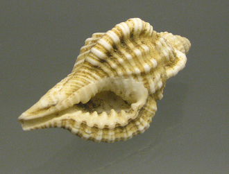 Cymatium nicobaricum, primer plano Cymatium nicobaricum, primer plano