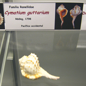 Cymatium
guttarium Cymatium guttarium