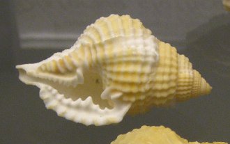 Diostorsio clathrata, primer plano 03