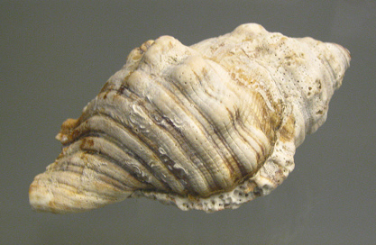 Cabestana spengleri, primer plano