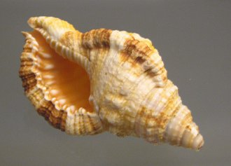 Cabestana aquatile, primer plano