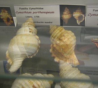 Cabestana parthenopeum