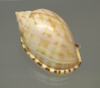Casmaria erinaceus, primer plano