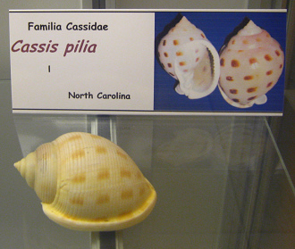 Cassis pilia