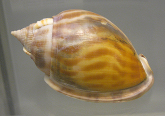 Phalium mangmani, primer plano