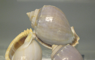 Phalium glaucum, primer plano 01