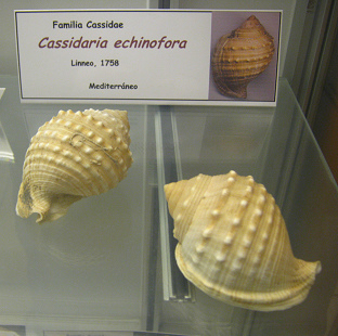 Cassidaria echinofora