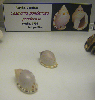 Casmaria ponderosa ponderosa