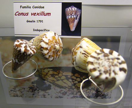 Conus
                          vexillum