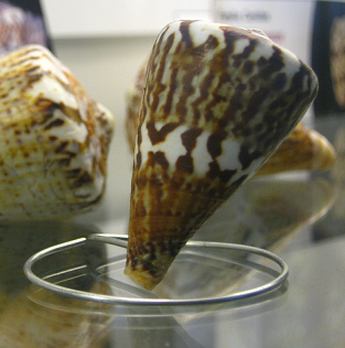 Conus vexillum, primer plano