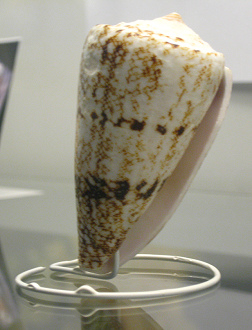 Conus arenoosus nicobaricus, primer
                          plano
