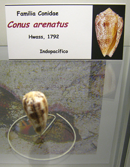Conus arenatus